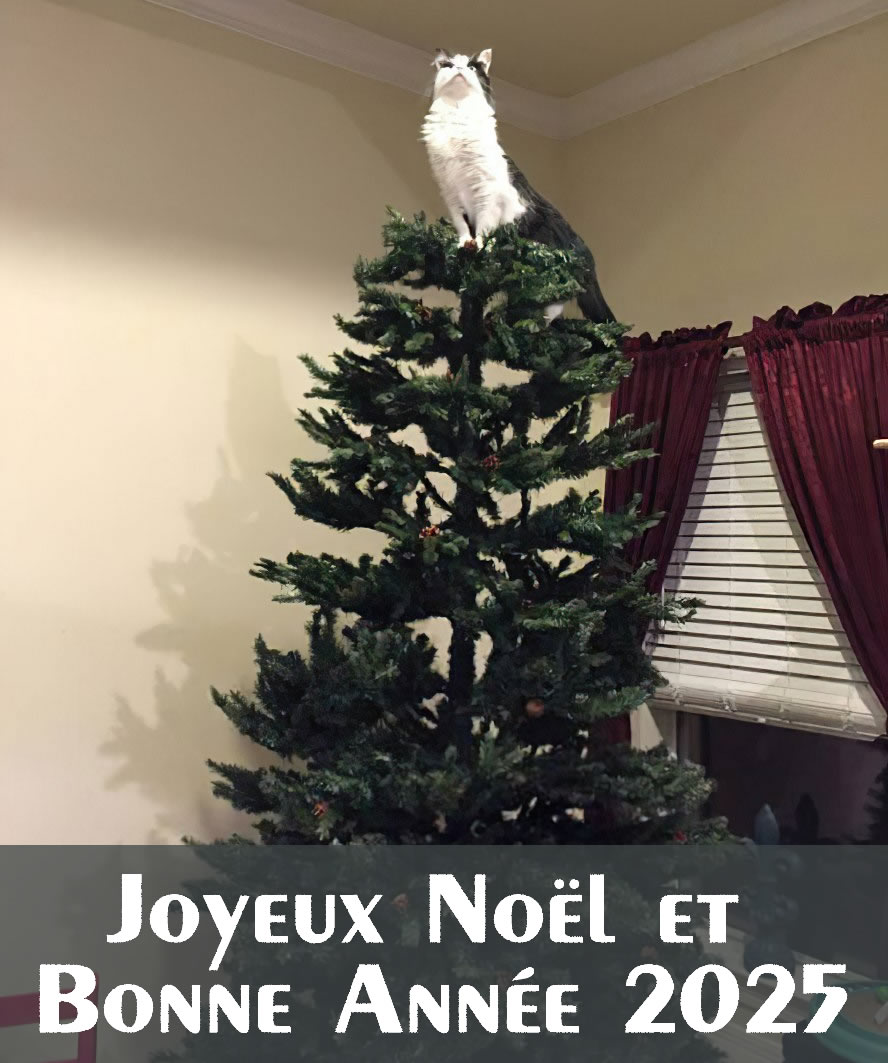 Image drole: un chat au sommet du sapin de noël