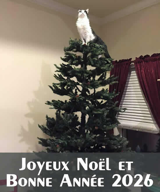 image joyeux noël et bonne année 2026 avec chat