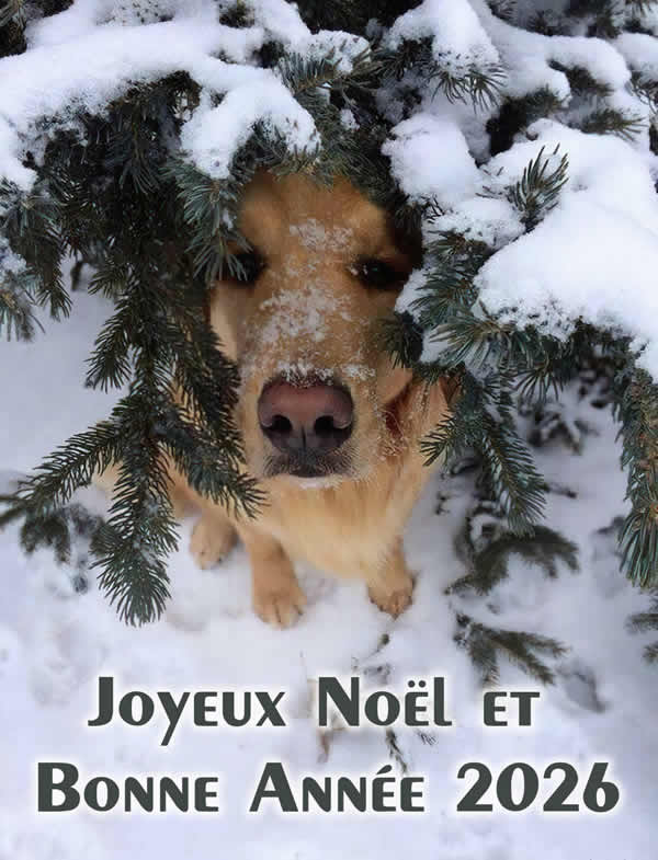 joyeux noël et bonne année 2027 avec chien