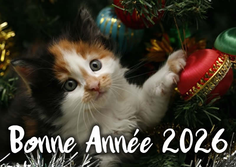Image Chiens, chats et nouvel an : Attention !